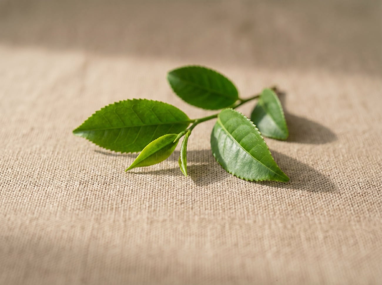 Fresh Camellia sinensis tea leaves, the source of the L-theanine standardised as Suntheanine.
