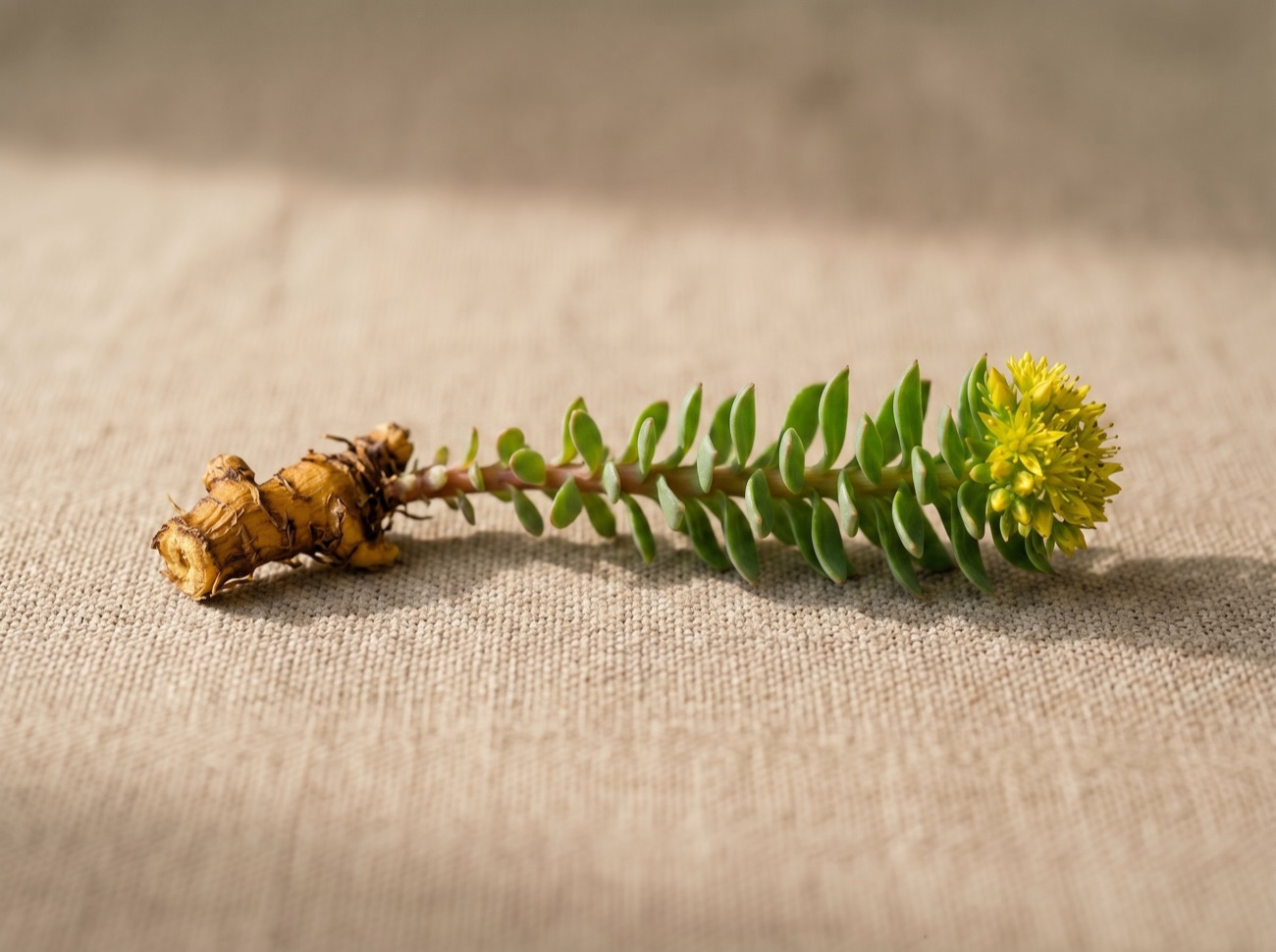 A Rhodiola rosea specimen, root, succulent stem and yellow flower, the adaptogen standardised as Rhodiolife, on natural linen.